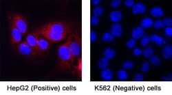 Human Hepassocin/FGL1 Antibody, R D Systems:Antibodies:Primary Antibodies