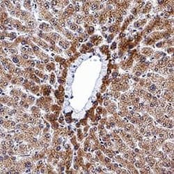 Human Hepassocin/FGL1 Antibody, R D Systems:Antibodies:Primary Antibodies