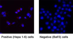 Mouse Hepassocin/FGL1 Antibody, R D Systems 100 &mu;g; Unconjugated:Antibodies,