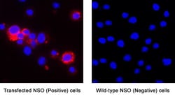 Human 5-HT2A Antibody, Novus Biologicals:Antibodies:Primary Antibodies