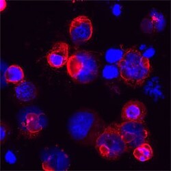 HCoV-OC43 Nucleocapsid Antibody, Novus Biologicals 100 &mu;g; Unconjugated:Antibodies,