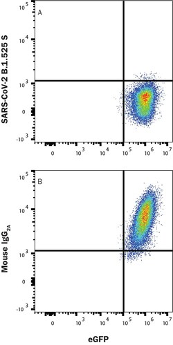SARS-CoV-2 Spike RBD Antibody, R D Systems:Antibodies:Primary Antibodies