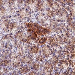 Human CGRP Antibody, Novus Biologicals 100 &mu;g; Unconjugated:Antibodies,