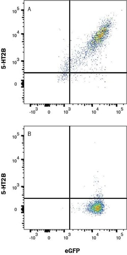 Human 5-HT2B Antibody, R D Systems:Antibodies:Primary Antibodies