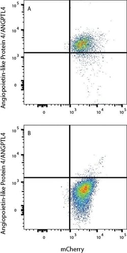 Human Angiopoietin-like Protein 4/ANGPTL4 Antibody, R D Systems:Antibodies:Primary