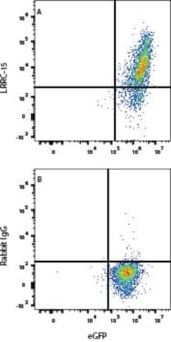 Human LRRC15 Antibody, R D Systems 25 &mu;g; Unconjugated:Antibodies, Monoclonal