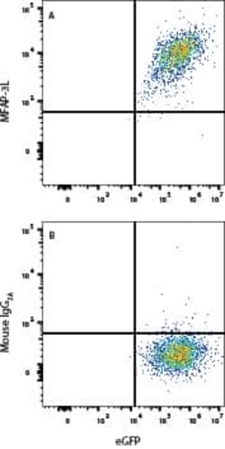 Human MFAP3L Antibody, R D Systems 100 &mu;g; Unconjugated:Antibodies,