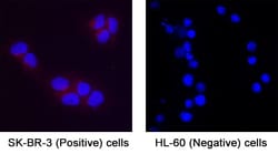Human MFAP3L Antibody, Novus Biologicals 100 &mu;g; Unconjugated:Antibodies,
