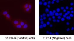 Human MFAP3L Antibody, Novus Biologicals 100 &mu;g; Unconjugated:Antibodies,