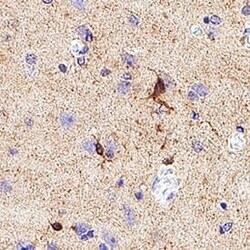 Human KA1/GRIK4 Antibody, R D Systems:Antibodies:Primary Antibodies