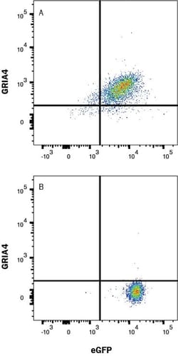 Human GluR4 Antibody, R D Systems:Antibodies:Primary Antibodies