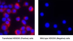 Human GluR4 Antibody, R D Systems:Antibodies:Primary Antibodies