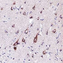Human GluR4 Antibody, R D Systems:Antibodies:Primary Antibodies