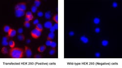 Human GluR4 Antibody, R D Systems:Antikroppar:Primära antikroppar