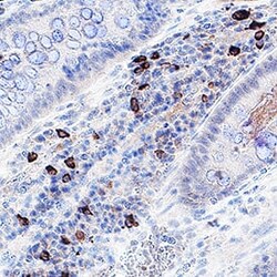 Human BTNL8 Antibody, R D Systems 25 &mu;g; Unconjugated:Antibodies, Monoclonal