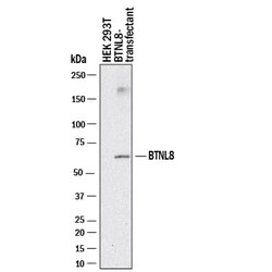 Human BTNL8 Antibody, R D Systems 25 &mu;g; Unconjugated:Antibodies, Monoclonal