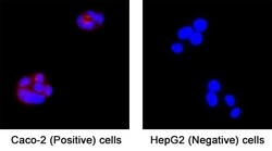 Human BTNL8 Antibody, R D Systems 100 &mu;g | Buy Online | R&D Systems | Fisher Scientific