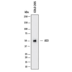 Human A33 Antibody, R D Systems:Antibodies:Primary Antibodies