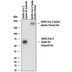 SARS-CoV-2 Spike S2 Subunit Antibody, R D Systems:Antibodies:Primary Antibodies