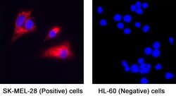 Human alpha-Synuclein Antibody, R D Systems 25 &mu;g; Unconjugated:Antibodies,