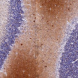 Human alpha-Synuclein Antibody, R D Systems 25 &mu;g; Unconjugated:Antibodies,