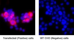 Influenza A Virus H1N1 Hemagglutinin Antibody, R D Systems 100 &mu;g; Unconjugated:Antibodies,
