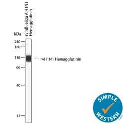 Influenza A Virus H1N1 Hemagglutinin Antibody, R D Systems 100 &mu;g; Unconjugated:Antibodies,