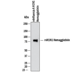 Influenza A Virus H1N1 Hemagglutinin Antibody, R D Systems 100 &mu;g; Unconjugated:Antibodies,