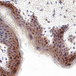 Human Pax3 Antibody, R D Systems 100 &mu;g; Unconjugated:Antibodies, Monoclonal