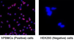 Human CD45RB Antibody, R D Systems 25 &mu;g | Buy Online | R&D Systems | Fisher Scientific