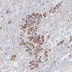 Human PMEL Antibody, R D Systems 100 &mu;g; Unconjugated:Antibodies, Monoclonal