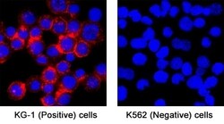 Human CD34 Antibody, R D Systems 25 &mu;g; Unconjugated:Antibodies, Monoclonal