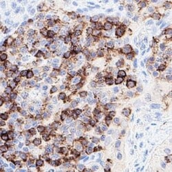 Human CD45RA Antibody, R D Systems:Antibodies:Primary Antibodies