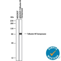 TcBuster-M Transposase Antibody, Novus Biologicals:Antibodies:Primary Antibodies