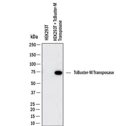 TcBuster-M Transposase Antibody, Novus Biologicals:Antibodies:Primary Antibodies