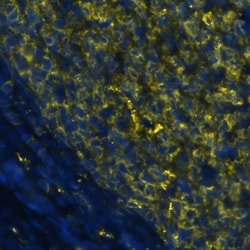Human HLA-DR Antibody, R D Systems 100 &mu;g; Unconjugated:Anticorps, Monoclonal