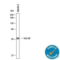 Human HLA-DR Antibody, R D Systems 100 &mu;g; Unconjugated:Anticorps, Monoclonal