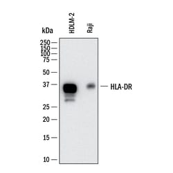 Human HLA-DR Antibody, R D Systems 100 &mu;g; Unconjugated:Anticorps, Monoclonal