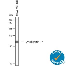 Human Cytokeratin 17 Antibody, R D Systems 100 &mu;g; Unconjugated:Antibodies,