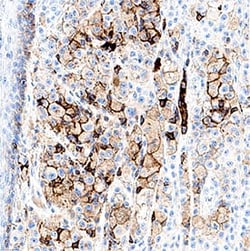 Human Cadherin-7 Antibody, R D Systems 25 &mu;g; Unconjugated:Antibodies,