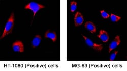 Human CKAP4/p63 Antibody, R D Systems 25 &mu;g; Unconjugated:Antibodies,