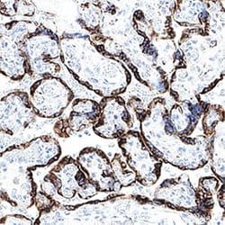 Human CKAP4/p63 Antibody, R D Systems 25 &mu;g; Unconjugated:Antibodies,