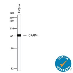 Human CKAP4/p63 Antibody, R D Systems 25 &mu;g; Unconjugated:Antibodies,