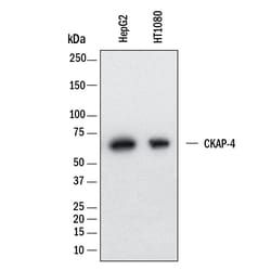 Human CKAP4/p63 Antibody, R D Systems 25 &mu;g; Unconjugated:Antibodies,