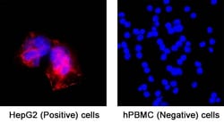 Human Glut1 Antibody, R D Systems 25 &mu;g; Unconjugated:Antibodies, Monoclonal