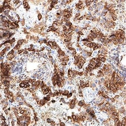 Human Glut1 Antibody, R D Systems 25 &mu;g; Unconjugated:Antibodies, Monoclonal