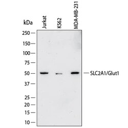 Human Glut1 Antibody, R D Systems 25 &mu;g; Unconjugated:Antibodies, Monoclonal