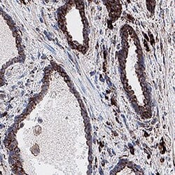 Human SLC1A5 Antibody, R D Systems 100 &mu;g; Unconjugated:Antibodies,
