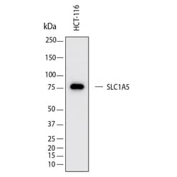 Human SLC1A5 Antibody, R D Systems 100 &mu;g; Unconjugated:Antibodies,