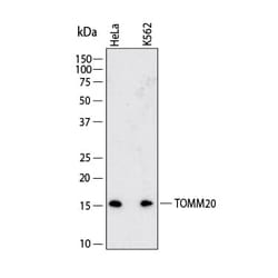 Human TOMM20 Antibody, R D Systems:Antibodies:Primary Antibodies